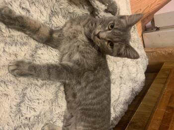 Rescue Domestic Short Hair Cats for Adoption - Weebles | PetCurious