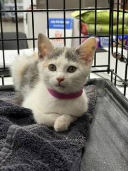 Bubbles -  Domestic Short Hair Cat for Adoption in Wilkesboro, North Carolina - Bubbles | PetCurious