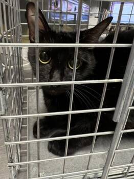 MILA -  Domestic Short Hair Cat for Adoption in Las Vegas, Nevada - MILA | PetCurious