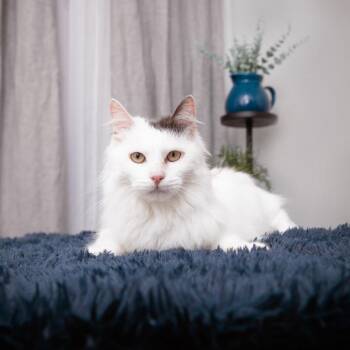 Domestic Short Hair Cats Available for Adoption - Blue | PetCurious