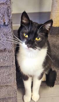 Rescue Domestic Short Hair Cats for Adoption in Huntington Beach, California - Batman | PetCurious