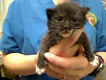 WAYLON -  Domestic Short Hair Cat for Adoption in Cookeville, Tennessee - WAYLON | PetCurious