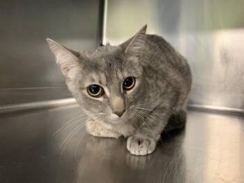 Domestic Short Hair Cats Available for Adoption in Grand Prairie, Texas - GNOCCHI | PetCurious