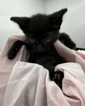 CATO -  Domestic Short Hair Cat for Adoption in Fort Lauderdale, Florida - CATO | PetCurious