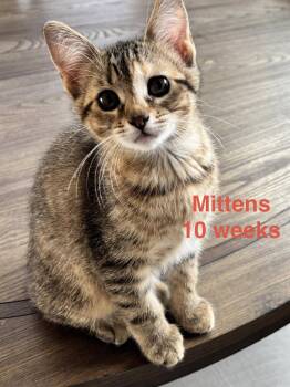 Domestic Short Hair and Tabby Cats Available for Adoption in Frisco, Texas - Mittens L | PetCurious