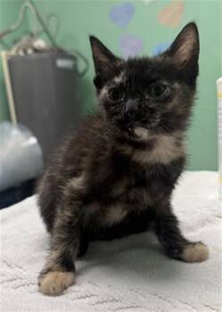 WEEGUS -  Domestic Short Hair Cat for Adoption in Killeen, Texas - WEEGUS | PetCurious