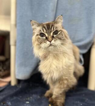 Madrid -  Domestic Medium Hair and Domestic Short Hair Cat for Adoption in Montreal, Quebec - Madrid | PetCurious