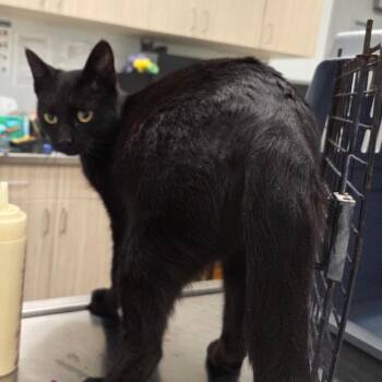 Domestic Short Hair Cats Available for Adoption - Titania | PetCurious