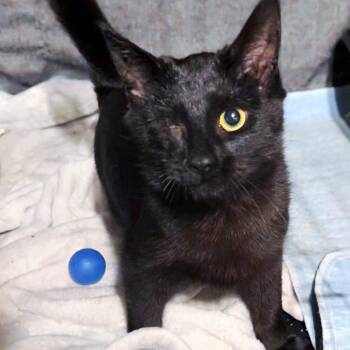 Pooh -  Domestic Short Hair Cat Available for Adoption in Honeoye, New York - Pooh | PetCurious