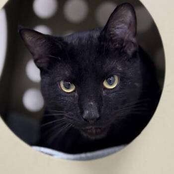 Batman -  Domestic Short Hair Cat for Adoption in Gwinn, Michigan - Batman | PetCurious