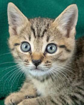 Phineas -  Domestic Short Hair and Tabby Cat for Adoption in Kennesaw, Georgia - Phineas | PetCurious