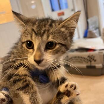 Solace -  Domestic Short Hair Cat for Adoption in Kanab, Utah - Solace | PetCurious
