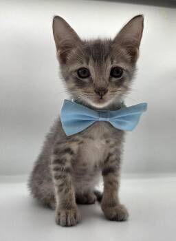 Percy -  Domestic Short Hair Cat for Adoption in Mobile, Alabama - Percy | PetCurious