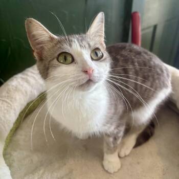 Irresistible -  Domestic Short Hair Cat for Adoption in Richmond, Virginia - Irresistible | PetCurious