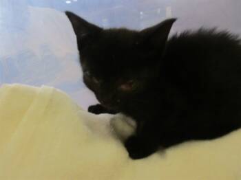 Rescue Domestic Short Hair Cats for Adoption in Ocala, Florida - TILT-A-WHIRL | PetCurious