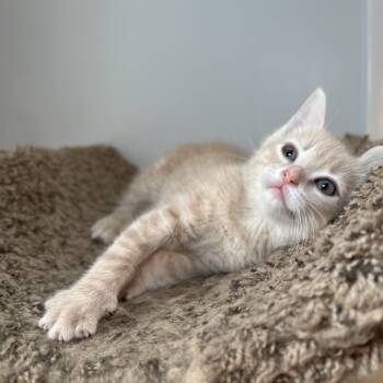 Domestic Short Hair and Manx Cats Available for Adoption - Guppy Paws | PetCurious