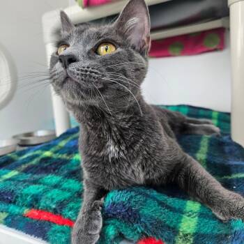 Ellie -  Domestic Short Hair Cat for Adoption in Warwick, Rhode Island - Ellie | PetCurious