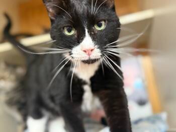 Rescue Domestic Short Hair Cats for Adoption in Sunrise, Florida - Lanie | PetCurious