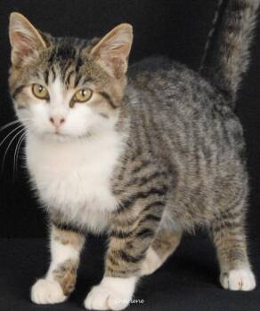Luka -  Domestic Short Hair Cat for Adoption in Newland, North Carolina - Luka | PetCurious