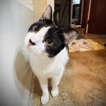 Trixie -  Domestic Short Hair Cat for Adoption in Buffalo, New York - Trixie | PetCurious