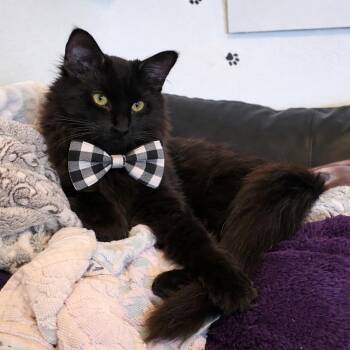 Domestic Long Hair Cats Available for Adoption in Miami, Oklahoma - Fuzzy | PetCurious