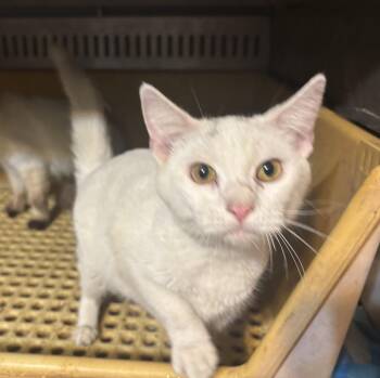 Domestic Short Hair Cats Available for Adoption - Diana | PetCurious