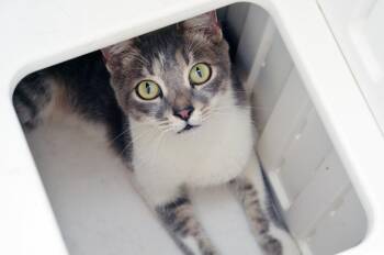 Clyde -  Domestic Short Hair and Tiger Cat for Adoption in Sanford, Florida - Clyde | PetCurious