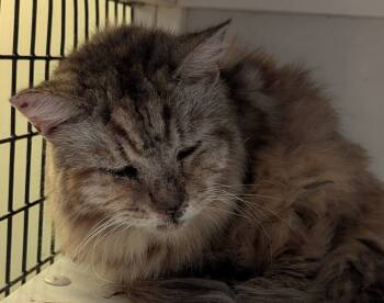 Rescue Maine Coon Cats for Adoption in St. Augustine, Florida - Shelley | PetCurious