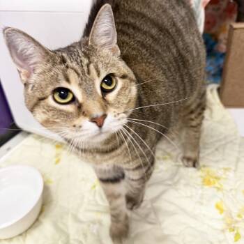 Lexie -  Domestic Short Hair and Mixed Breed Cat for Adoption in Oshkosh, Wisconsin - Lexie | PetCurious