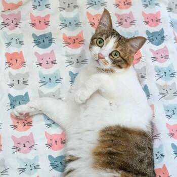 Mia -  Domestic Short Hair Cat for Adoption in Spokane, Washington - Mia | PetCurious