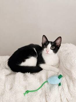 Jorges (An unhoused mans) beloved kitten Junior -  Domestic Short Hair Cat for Adoption in Boca Raton, Florida - Jorges (An Unhoused Mans) Beloved Kitten Junior | PetCurious