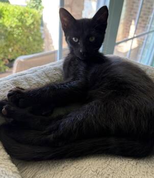 Jon-Jon -  Domestic Short Hair Cat for Adoption in Plano, Texas - Jon-Jon | PetCurious