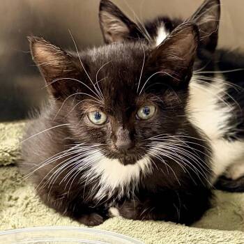 Jax -  Domestic Short Hair Cat for Adoption in Philadelphia, Pennsylvania - Jax | PetCurious