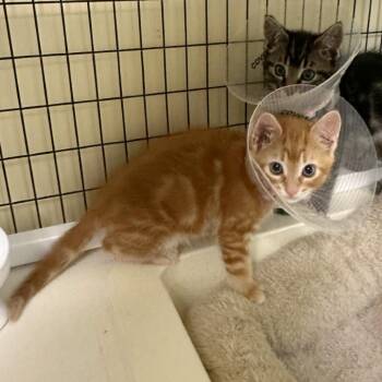 Brachiosaurus -  Domestic Short Hair Cat for Adoption in Woodinville, Washington - Brachiosaurus | PetCurious