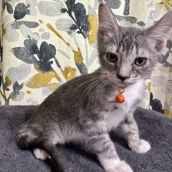 Domestic Short Hair Cats Available for Adoption in Bentonville, Arkansas - JJ | PetCurious