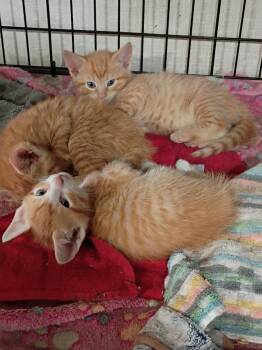 Tulip (E) -  Domestic Short Hair Cat Available for Adoption in Liberty, New York - Tulip (E) | PetCurious