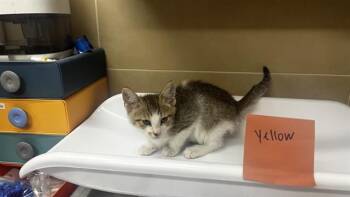 MUNSTER CHEESER -  Domestic Short Hair Cat for Adoption in Grand Prairie, Texas - MUNSTER CHEESER | PetCurious