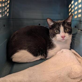 Alee -  Domestic Short Hair Cat for Adoption in Pasadena, California - Alee | PetCurious