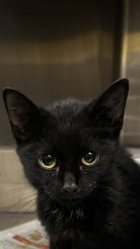 Rescue Domestic Short Hair Cats for Adoption in Spartanburg, South Carolina - Valkyrie | PetCurious