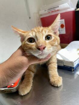 Fleming -  Domestic Short Hair Cat for Adoption in Chico, California - Fleming | PetCurious