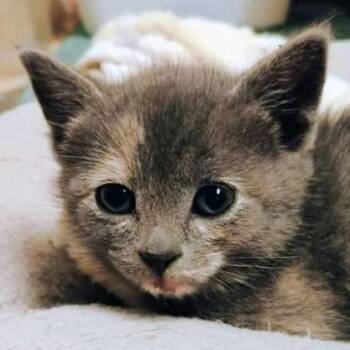 Allie -  Domestic Short Hair Cat for Adoption in Laramie, Wyoming - Allie | PetCurious
