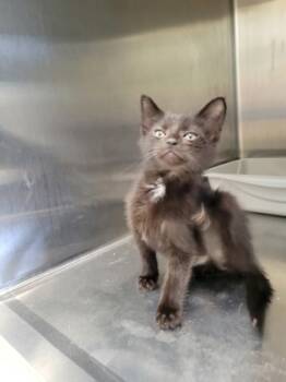 Rescue Domestic Short Hair Cats for Adoption in Fishers, Indiana - Poseidon | PetCurious