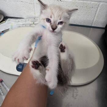 Mr. Tinkles -  Domestic Medium Hair Cat for Adoption in Edinburg, Texas - Mr. Tinkles | PetCurious