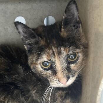 Domestic Short Hair Cats Available for Adoption in Philadelphia, Pennsylvania - Winter Wonderland | PetCurious