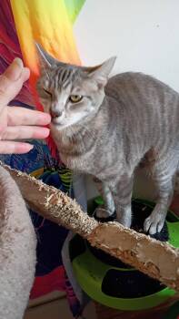 Colbie -  Domestic Short Hair Cat for Adoption in Wheaton, Illinois - Colbie | PetCurious