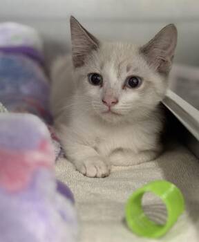 KASEY -  Domestic Short Hair Cat for Adoption in Redlands, California - KASEY | PetCurious