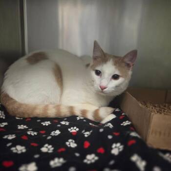 Domestic Short Hair Cats Available for Adoption - Macario | PetCurious