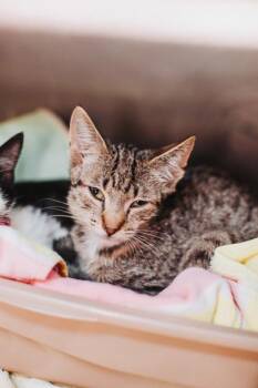 94344a Dots - Barn Cat -  Domestic Short Hair Cat for Adoption in North Charleston, South Carolina - 94344a Dots - Barn Cat | PetCurious