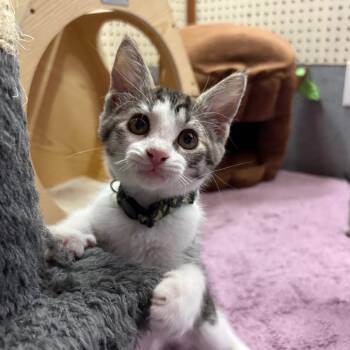 Crystal -  Domestic Short Hair Cat for Adoption in Greenfield, Indiana - Crystal | PetCurious