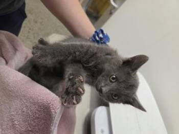 Kodiak -  Domestic Short Hair Cat for Adoption in Sacramento, California - Kodiak | PetCurious
